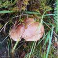 Blackwood - fungi
